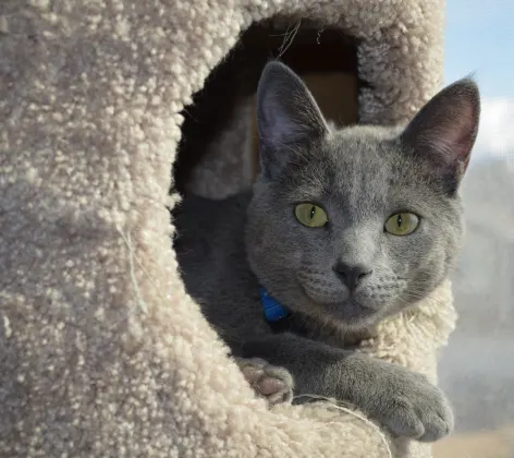 Cat poking his head out of a cat tree